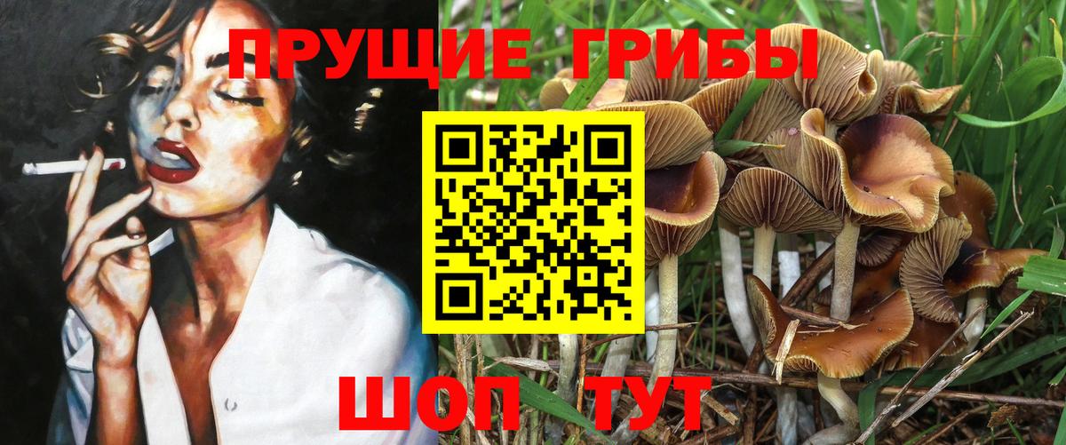 хочу   Псилоцибиновые грибы Psilocybe  Вход с VPN  Минусинск 
